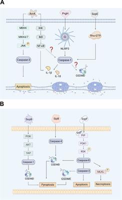 Pyroptosis regulation by Salmonella effectors